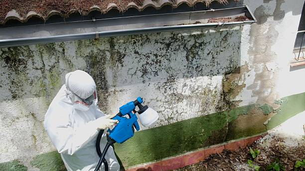 Mold Removal service in Roebling